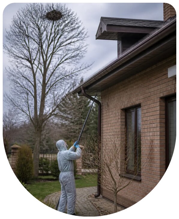 Профессиональная защита от сорок и их отпугивание в Воткинске
